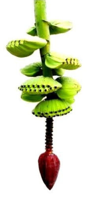 Giống Chuối bàn tay cầu nguyện